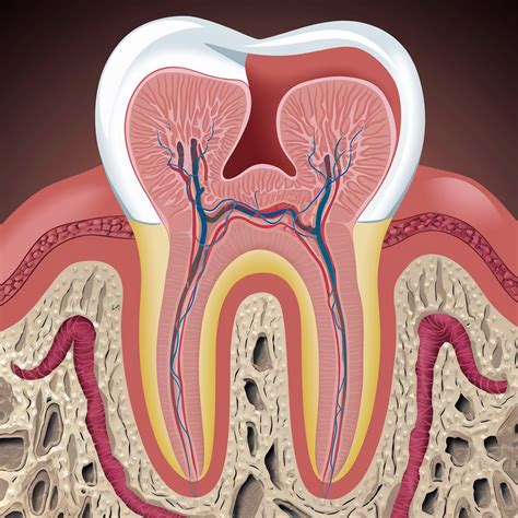 anatomie de la pulpe dentaire dentoplus