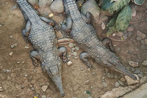 Crocodile Bali Reptile Park Where Hot And Cold Blooded Meet