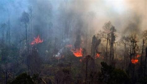 10 Titik Panas Terdeteksi Di Kaltim Ini Rincian Wilayahnya