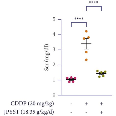 Jpyst Suppresses Cddp Induced Kidney Dysfunction And Histopathological