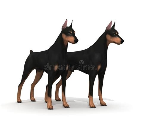 Are Dobermans Protective