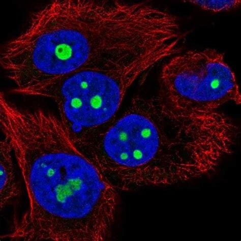 Batf2 Polyclonal Antibody Invitrogen™ 100 μl Unconjugated Fisher