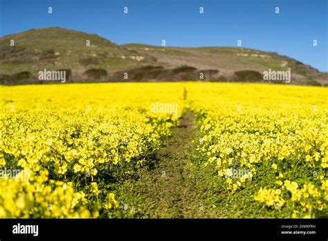 Champ De Fleurs De Moutarde Banque De Photographies Et Dimages à Haute