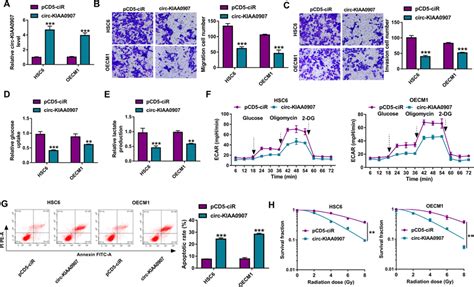 Circ KIAA0907 Suppressed The Progression Of OSCC HSC6 And OECM1 Cells