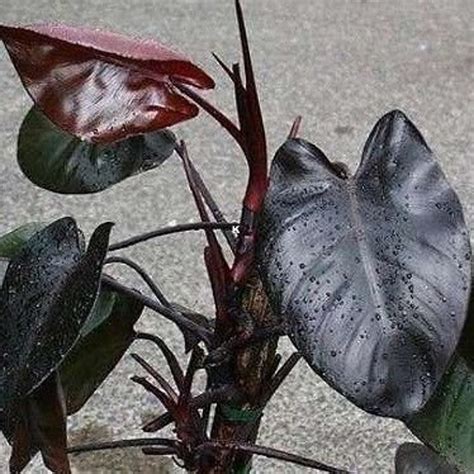 Unusual Philodendron Royal Queen Etsy