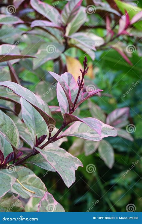 Green Pseuderanthemum Atropurpureum Plant In Nature Garden Stock Photo