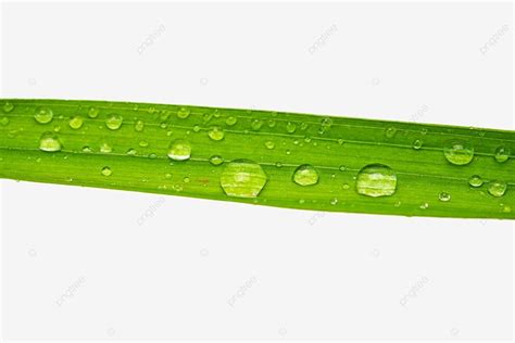 Water Drops On Leaves Spring Gu Yu Water Drops Png Transparent Image