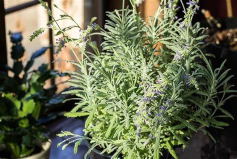 French Lavender vs English Lavender - Varieties & How to Grow