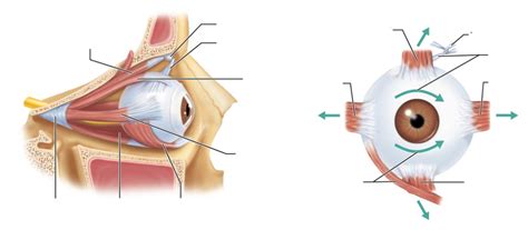 Eye- muscles Diagram | Quizlet