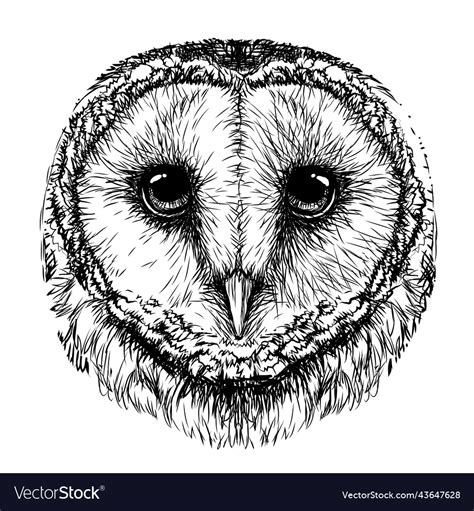 Barn Owl Sketch Graphic Portrait Of An Owl Vector Image