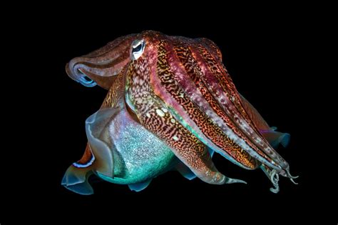 Pharaoh Cuttlefish Reef Nutrition