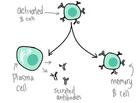 Innate And Adaptive Immune Responses The Biology Of Sex And Death Bio 1220