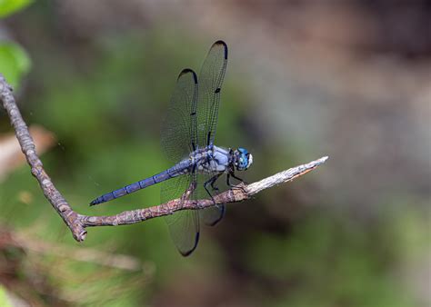 Great Blue Skimmer dragonfly | Mike Powell