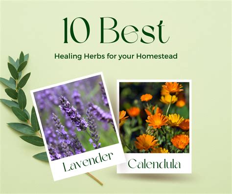 10 Best Healing Herbs To Keep On Your Homestead Baker9