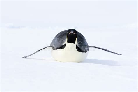 Emperor Penguin Aptenodytes Forsteri Stock Photo Image Of Winter