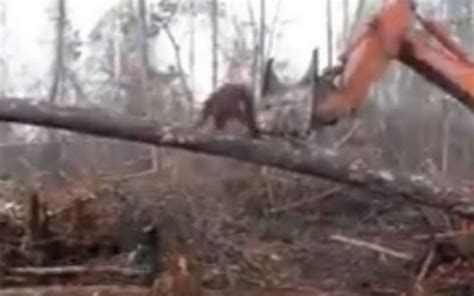 Video Un orangután pelea con una excavadora tratando de proteger su