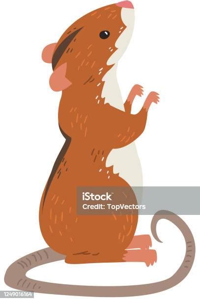 Field Mouse Standing On Hind Legs Red Rodent Animal With Black Stripe