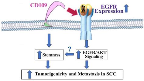 Detection Of A Soluble Form Of Cd In Serum Of Cd