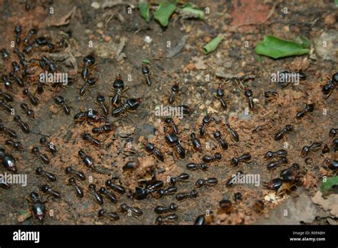 Black Giant Termites, Fort Canning Park, Singapore Stock Photo - Alamy