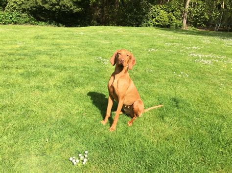 Vizsla Training Tips Canna Pet®