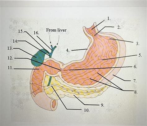 Stomach And Esophagus Anatomy And Positioning Diagram Quizlet