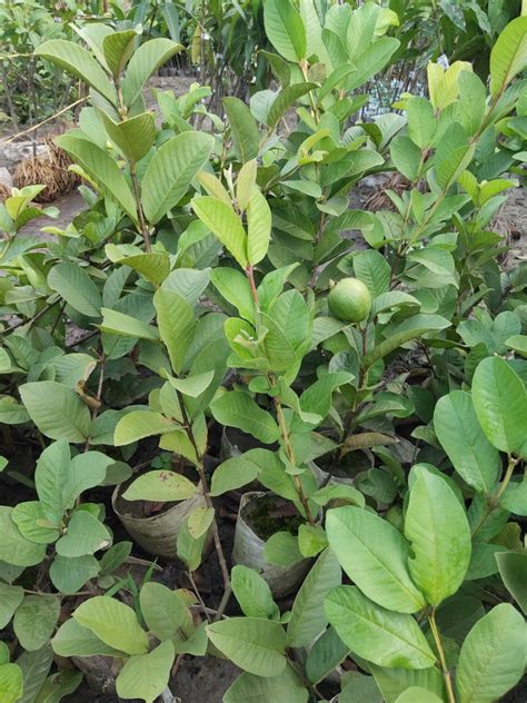 Well Watered Green VNR Guava Plant For Garden At Rs 32 Piece In North