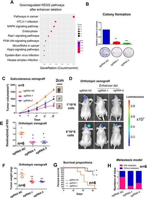 Deletion Of The Enhancer Inhibits Tumorigenesis In Vitro And In Vivo