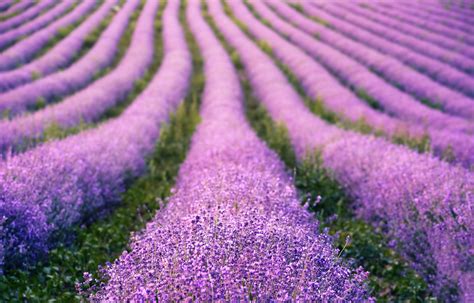 Lavender Fields Photos, Download The BEST Free Lavender Fields Stock ...