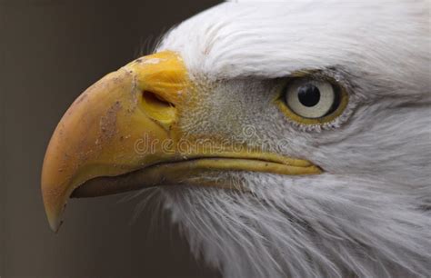 Bald Eagle Side View Stock Image Image Of Symbol Raptor 31511259