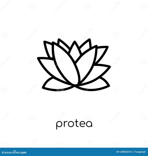 Protea Icon Trendy Modern Flat Linear Vector Protea Icon On White