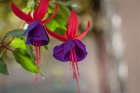 Types Of Fuchsia Plants Varieties Characteristics Care