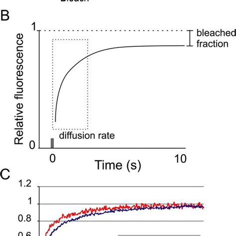 Frap Analysis Of Gfp Csb Nuclear Mobility A During A Frap Experiment