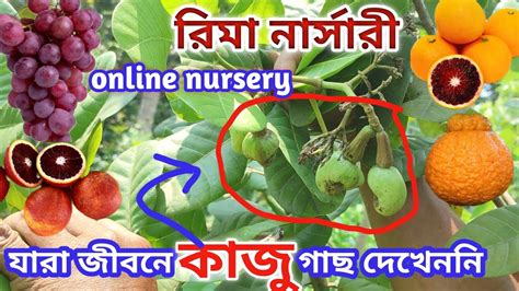 গাছে এতো পরিমানে কাজু বাদাম জলের দরে ফলের গাছ।rima Nursery। রিমা