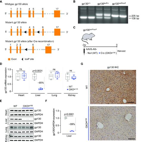 Generation And Validation Of Hepatocyte Specific Gp130 Deficient Adult