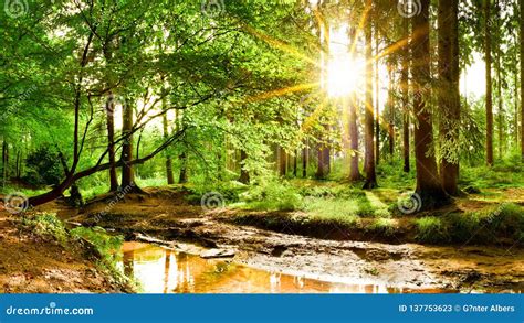 Sunrise In The Forest With Brook Stock Image Image Of Enchanting