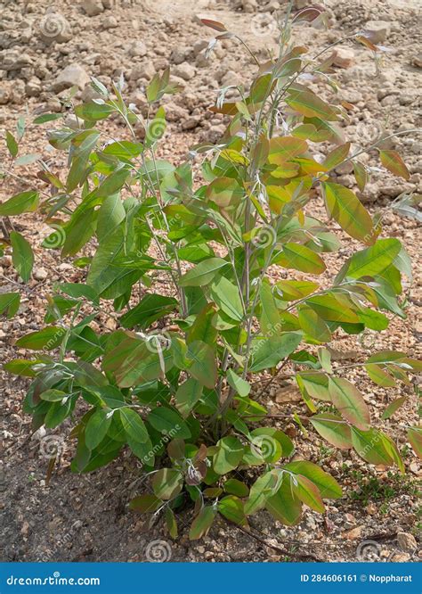 Eucalyptus Tree Growing Stock Image Image Of Rough 284606161