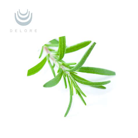 Natural Herb Antioxidants Rosemary Extract Cas 3650 09 7 Leaves Seed Plant Dried Rosmarinic Acid