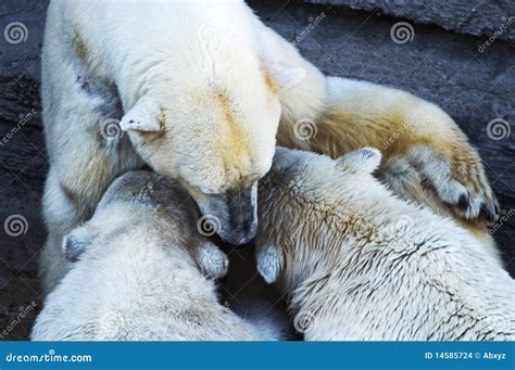 Polar bear cubs feeding stock photo. Image of ocean, eating - 14585724