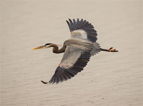 Gray Heron Flying Over a Pond Stock Photo - Image of backdrop, bird ...