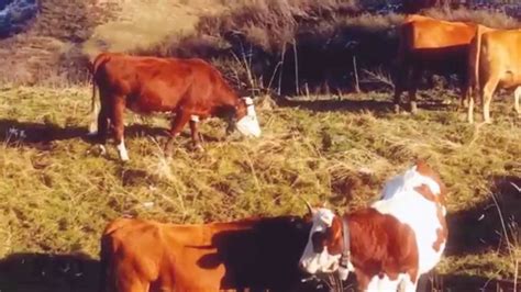 Derniers Ding Ding Et Derniers C Lins Au Col De L Arpettaz Youtube