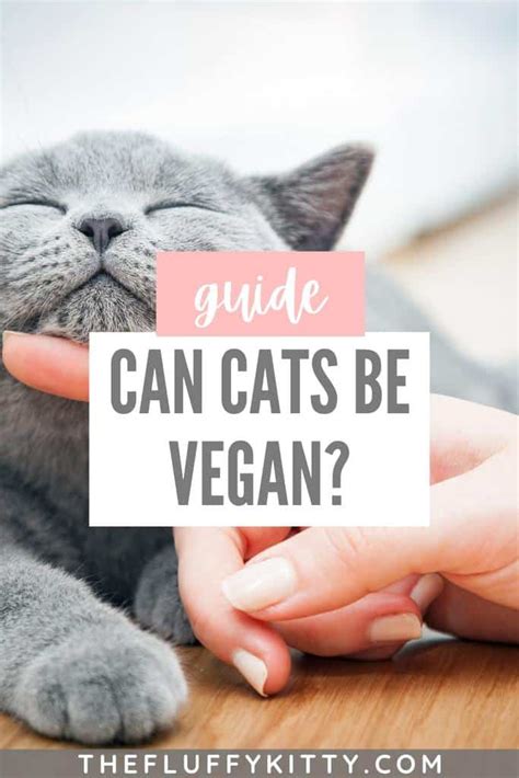 Is Vegan Cat Food an Option for Your Cat? - The Fluffy Kitty