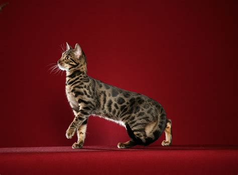 Beautiful Bengal Cat Photography