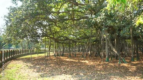 Video Of The Great Banyan Tree Ficus Benghalensis At Acharya Jagadish