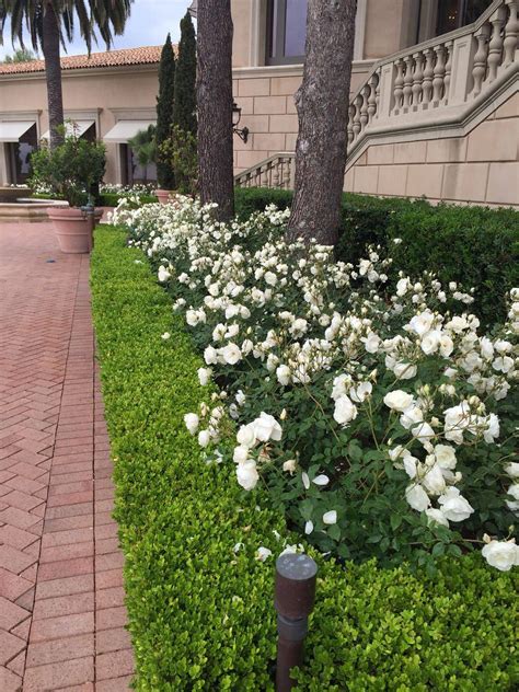 20 Rose Garden Landscaping Ideas You Gonna Love | SharonSable