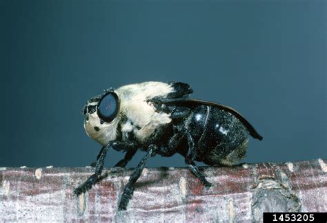 Squirrel Bot Fly Cuterebra Emasculator