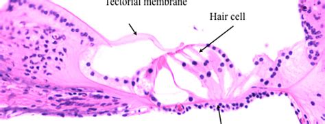 Organ of Corti Histology Diagram | Quizlet