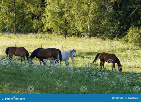 O Rebanho Bonito Dos Cavalos Pasta No Prado Da Mola Imagem De Stock