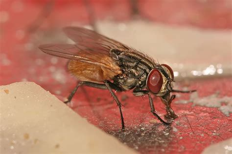 Filemusca Domestica Housefly Wikimedia Commons