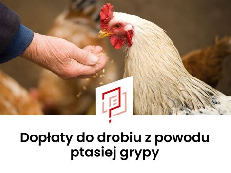 Dop Aty Do Drobiu Z Powodu Ptasiej Grypy Wysoko Terminy I Wniosek