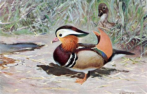 Mandarin Duck - Aix galericulata The Mandarin duck... - Biomedical ...